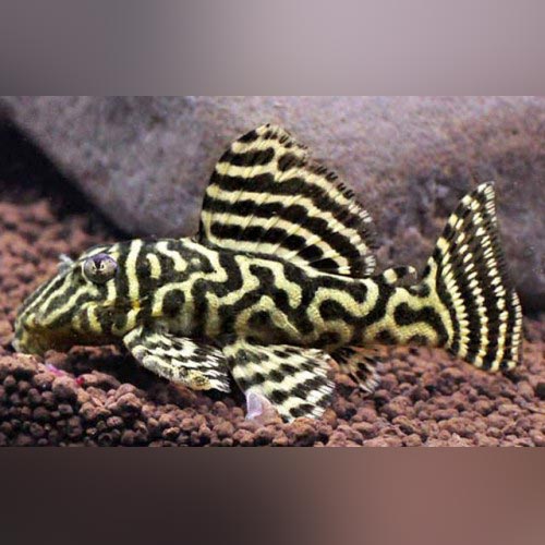 L-340 Megaclown Pleco