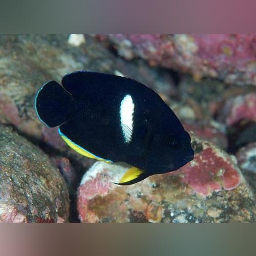 Melas Angelfish