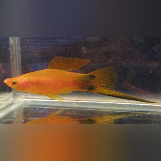 Red Mickey Mouse Swordtail