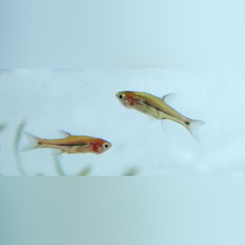 Micro Euro Rasbora