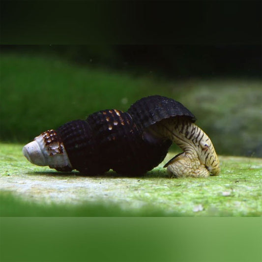 Freshwater Snails – Page 2 – AquariumFish.com