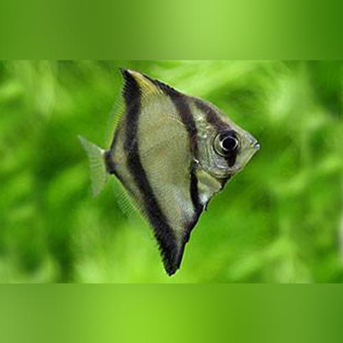 Mono Da Fish Mono Sebae for sale – AquariumFish.com