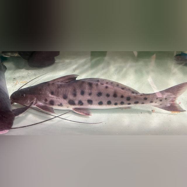 Mota Catfish Giant