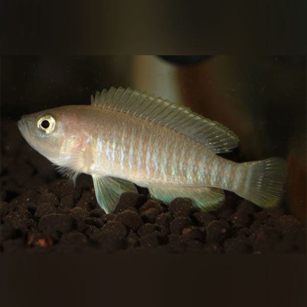 Multifasciatus Shell Dweller