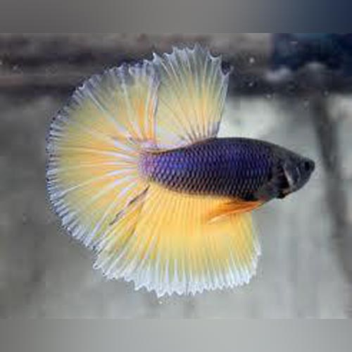 Mustard Gas Betta