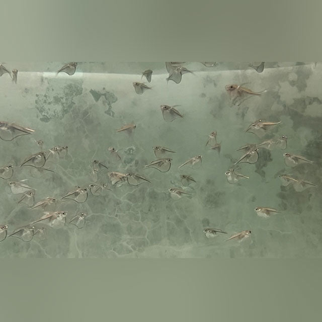 Myersi Pygmy Hatchetfish For Sale AquariumFish myersi-pygmy-hatchetfish-for-sale-aquariumfish