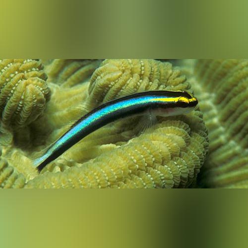 Blue Stream Goby Neon Blue Goby for sale – AquariumFish.com