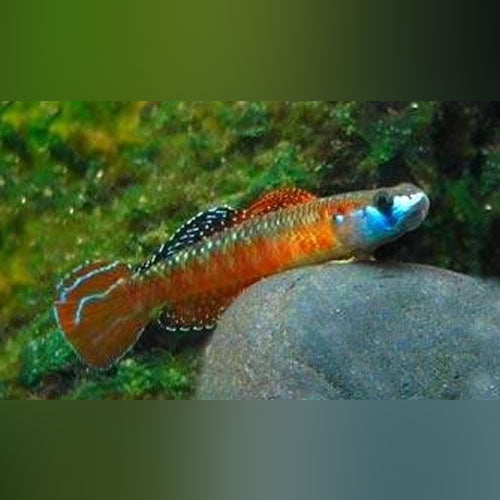 Neon Red Stiphodon Goby for sale – AquariumFish.com