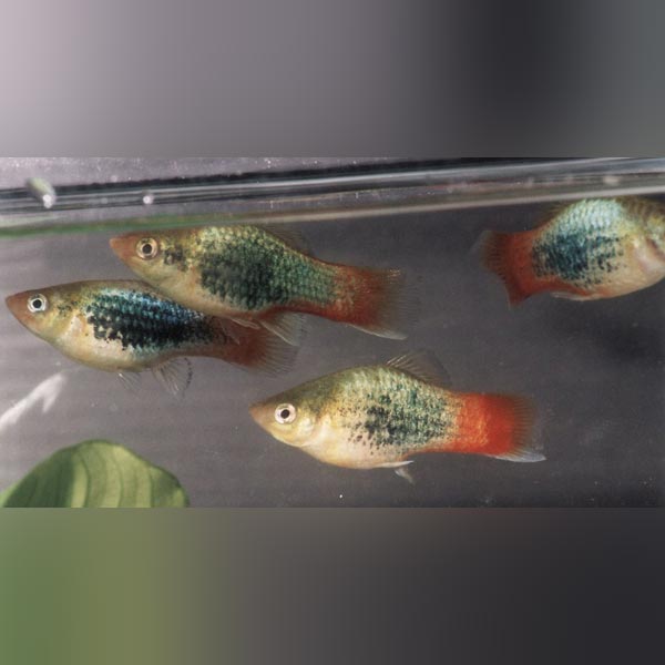 Neon Red Tail Platy for sale – AquariumFish.com