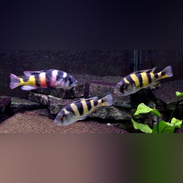 Obliquidens Zebra Cichlid For Sale