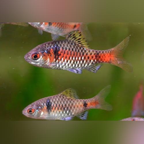 Odessa Barb