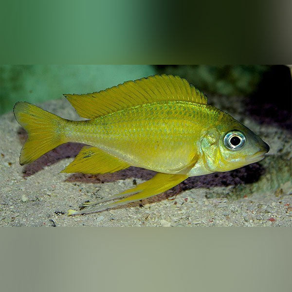 Ophthalmotilapia Cichlid