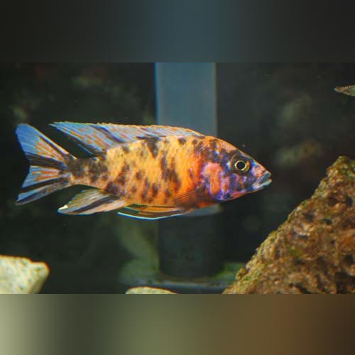 Peacock Cichlid Orange Blossom