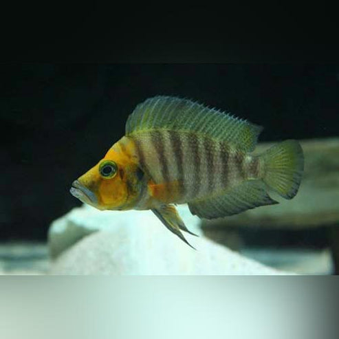 Altolamprologus Compressiceps Cichlid for sale – AquariumFish.com