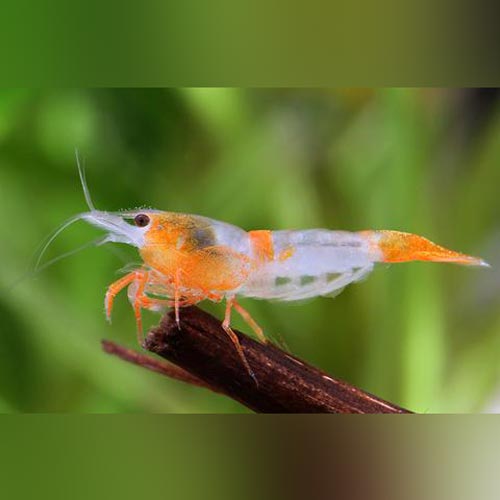 Orange Rilli Orange Rili Shrimp for sale – AquariumFish.com