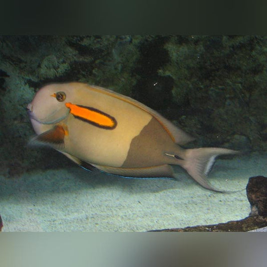 Tang Inn Shell Tangs – Page 3 – AquariumFish.com