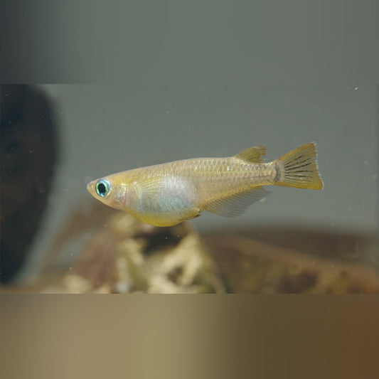 Orange Ricefish Killifish – AquariumFish.com