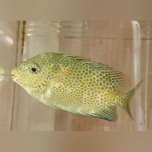 Orange Spotted Rabbitfish