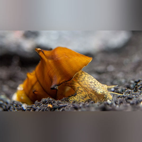 Pagoda Snail