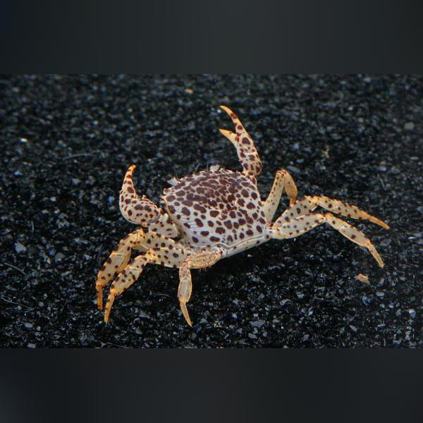 Panther Crab