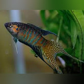 Freshwater Nano Tank Fish – AquariumFish.com