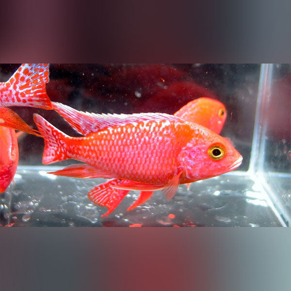 Firefish Cichlid for sale – AquariumFish.com
