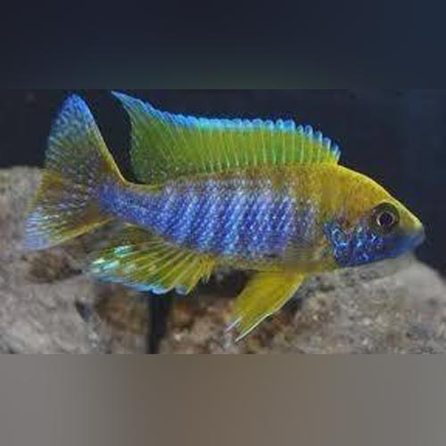 Peacock Cichlid Lemon Jake