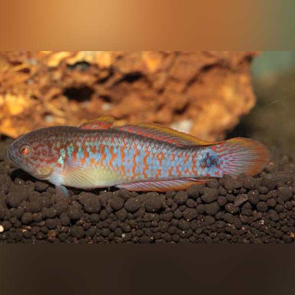 Peacock Goby