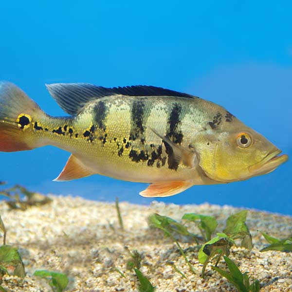 Ocellaris Peacock Bass for sale – AquariumFish.com