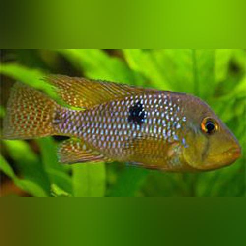 Pearl Cichlid