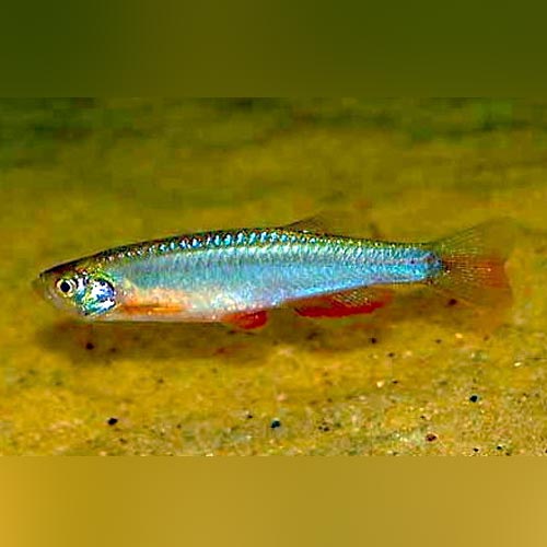 Pearl Danio