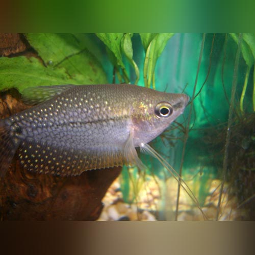 Pearl Gourami