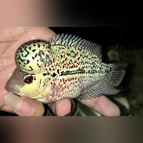 Pearl Humphead Flowerhorn for sale