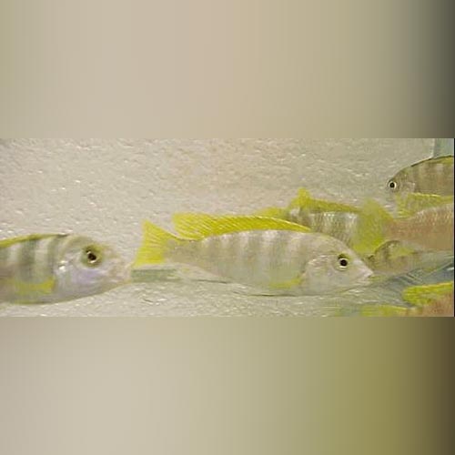 Perlmutt Cichlid