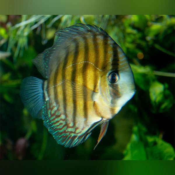 Peru Wild Discus