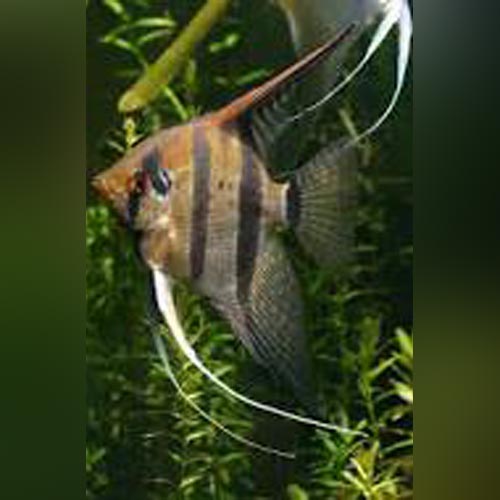 Peruvian Altum Angelfish for sale – AquariumFish.com