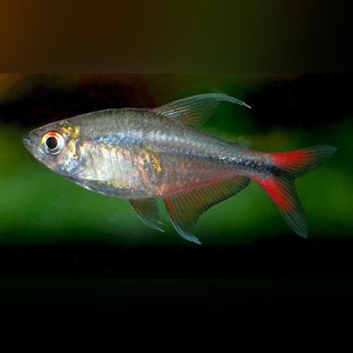 Phoenix Tetra