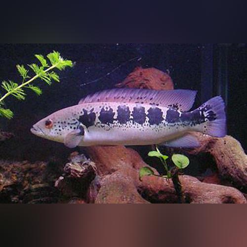 Pike Cichlid Striped