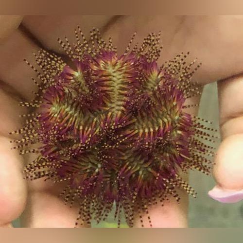 Pin Cushion Urchin Colored Star