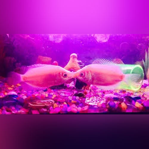 Pink Kissing Gourami for sale