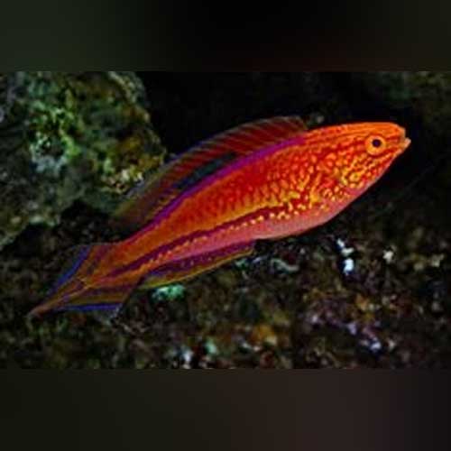 Pinktail Fairy Wrasse for sale – AquariumFish.com