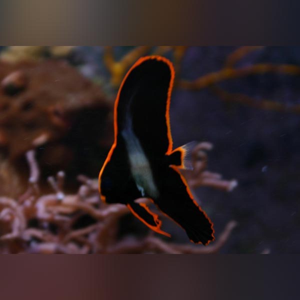 Pinnatus Batfish for sale