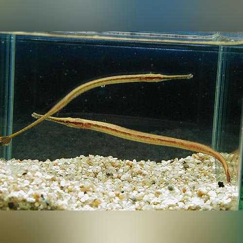 Freshwater Long Mouth Pipefish