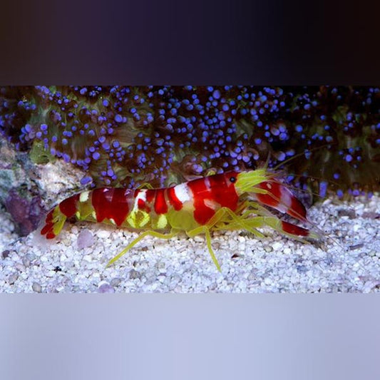 Candy Pistol Shrimp
