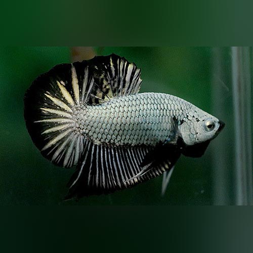 Black Dragonscale Plakat Fighter Betta