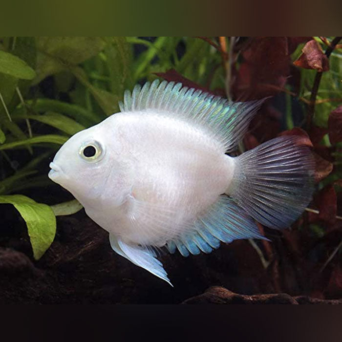 Platinum Parrot Cichlid