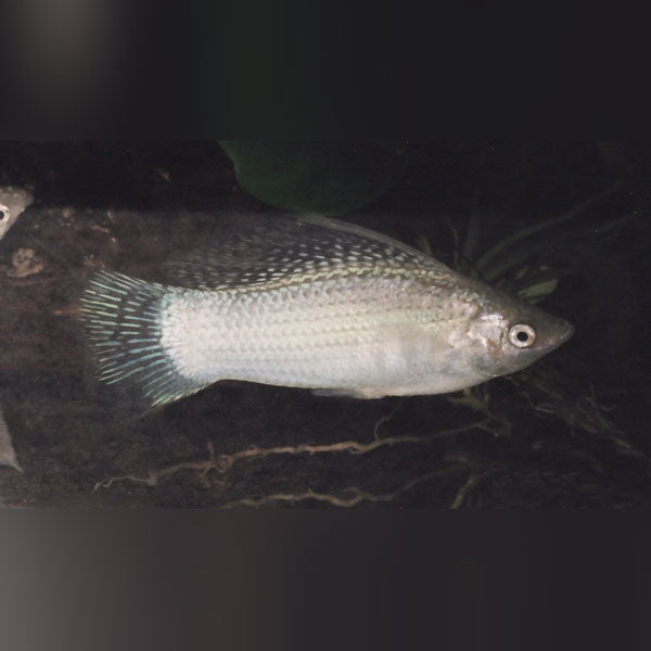 Platinum Sailfin Molly