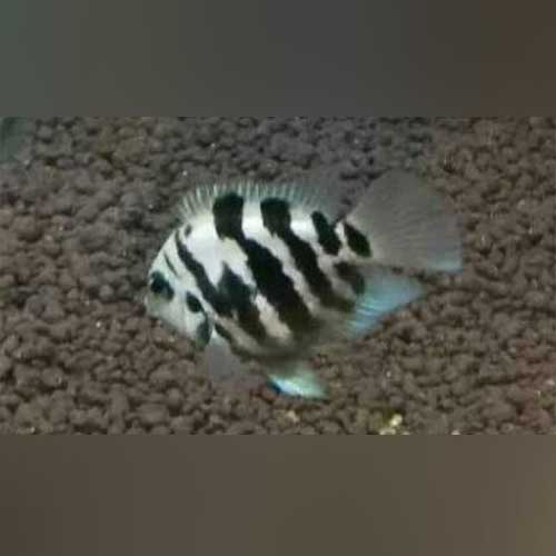 blue polar parrot fish max size Polar Blue Parrot Fish for sale – AquariumFish.com