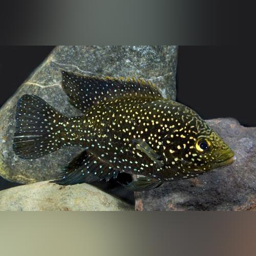 Polleni Cichlid