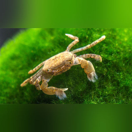 Pom Pom Crab (Freshwater)